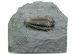 Prone Flexicalymene Trilobite - Mt Orab, Ohio #375247-1